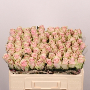 R GR PINK ATHENA