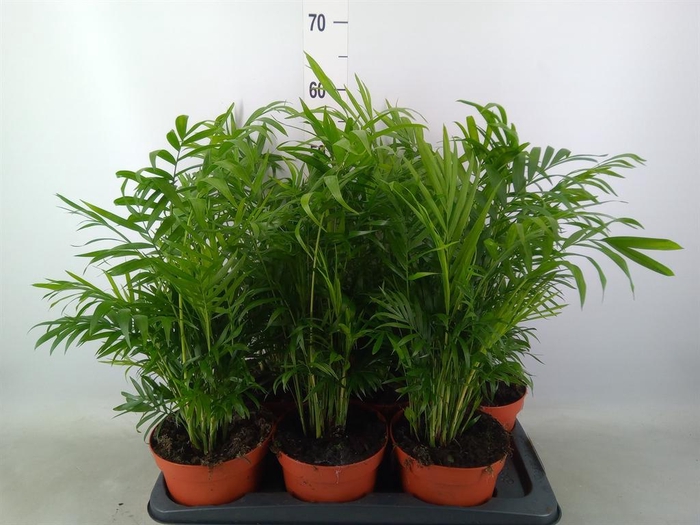 <h4>Chamaedorea elegans</h4>