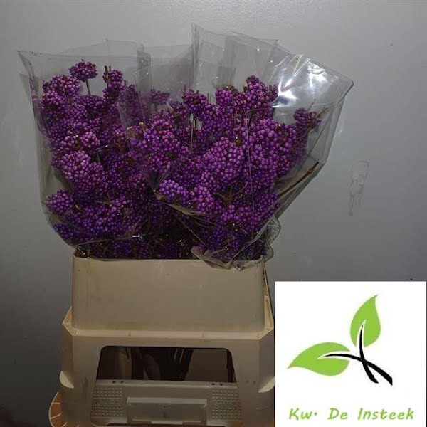 <h4>Callicarpa Profusion Insteek</h4>