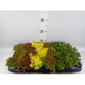 Sedum   ...