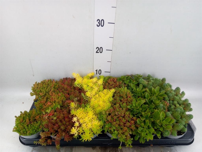 <h4>Sedum   ...</h4>