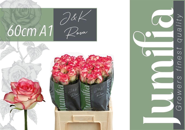 <h4>R Gr Jumilia</h4>