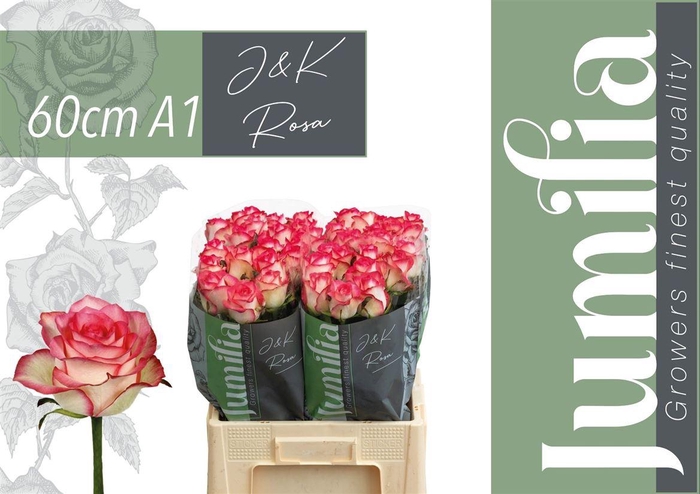 <h4>R Gr Jumilia</h4>