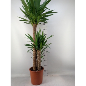 Yucca   ...