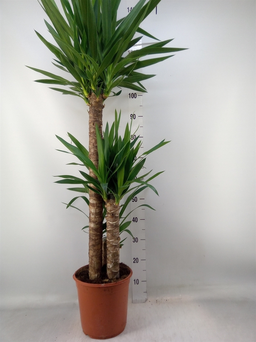 <h4>Yucca   ...</h4>