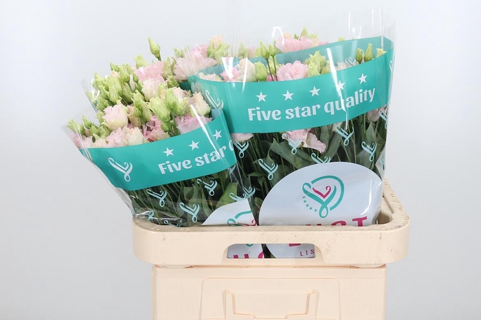 <h4>Eus G Chac Wed Pink</h4>