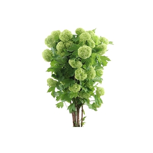 Viburnum Roseum Greenhouse Super 4 Kop