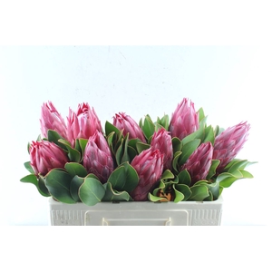 Protea Cy Madiba