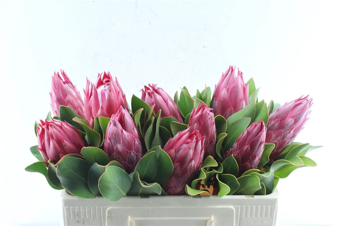 <h4>Protea Cy Madiba</h4>