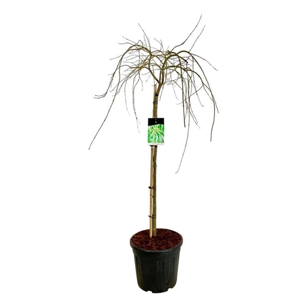 <h4>Acer pal. 'Dissectum'</h4>