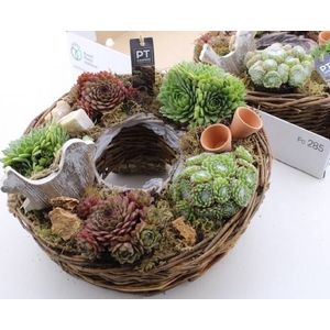 ARR SEMPERVIVUM