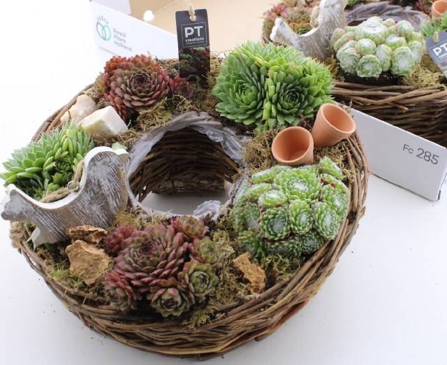 <h4>ARR SEMPERVIVUM</h4>