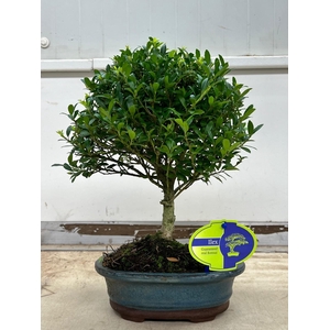 Ilex crenata, 18 cm., broom, without drip tray