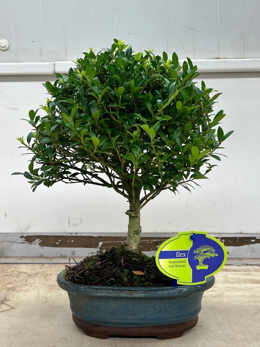 <h4>Ilex crenata, 18 cm., broom, without drip tray</h4>
