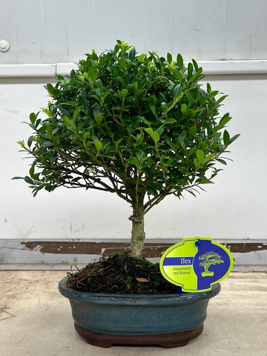 <h4>Ilex crenata, 18 cm., broom, without drip tray</h4>