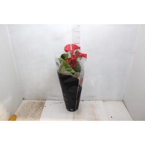ANTHURIUM MICHIGAN P17 PREMIUM
