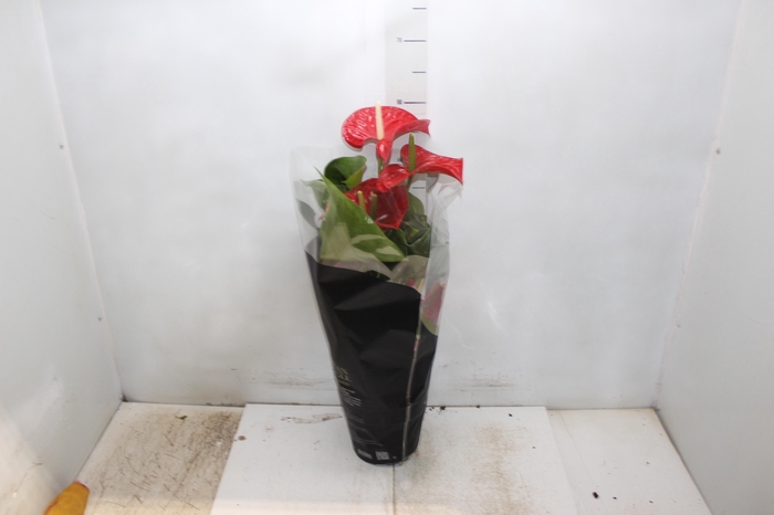 <h4>ANTHURIUM MICHIGAN P17 PREMIUM</h4>