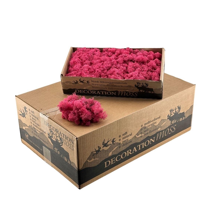 <h4>Ijslandsmos Fuchsia</h4>