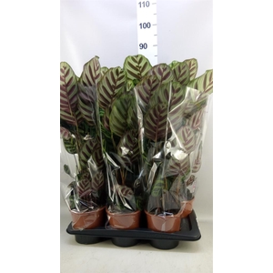 Calathea makoyana