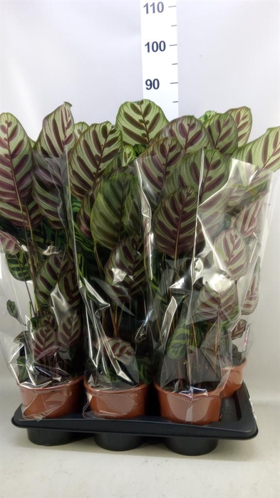 <h4>Calathea makoyana</h4>