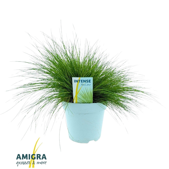 <h4>Deschampsia Tatra Gold</h4>