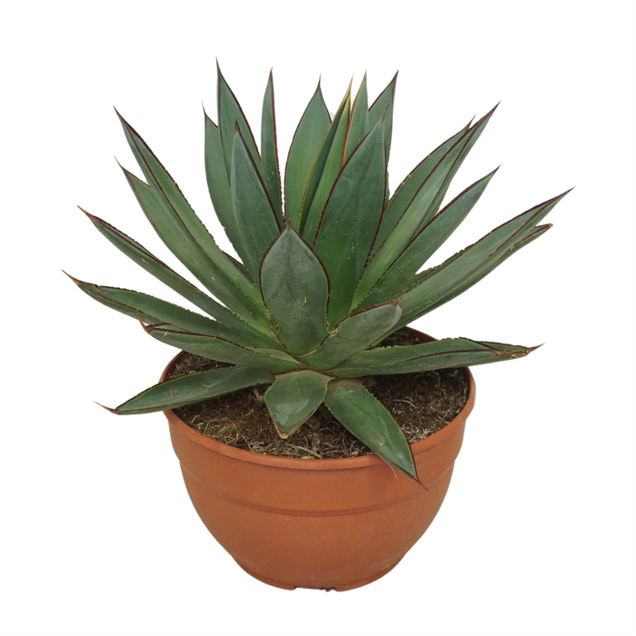 <h4>Agave   ...</h4>