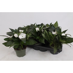 IMPAT PETTIC WHITE
