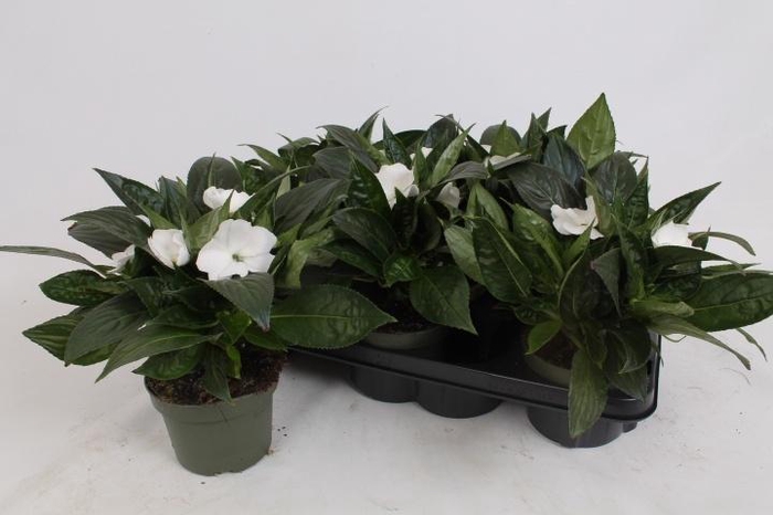 <h4>IMPAT PETTIC WHITE</h4>