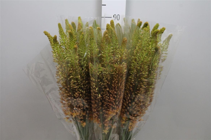 <h4>Eremurus Ruiter</h4>