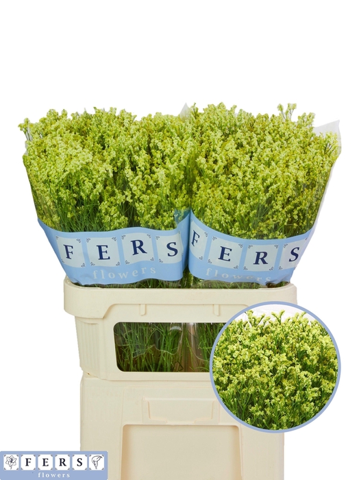 <h4>LIM SIN PINEAP DIA</h4>