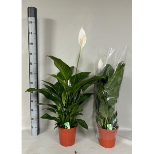 SPATH SWEET LAURETTA