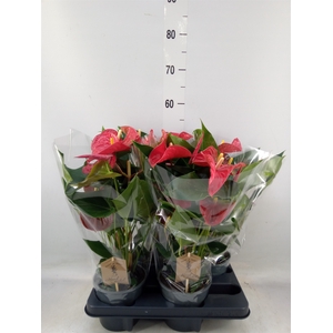 Anthurium andr. 'Casparo'