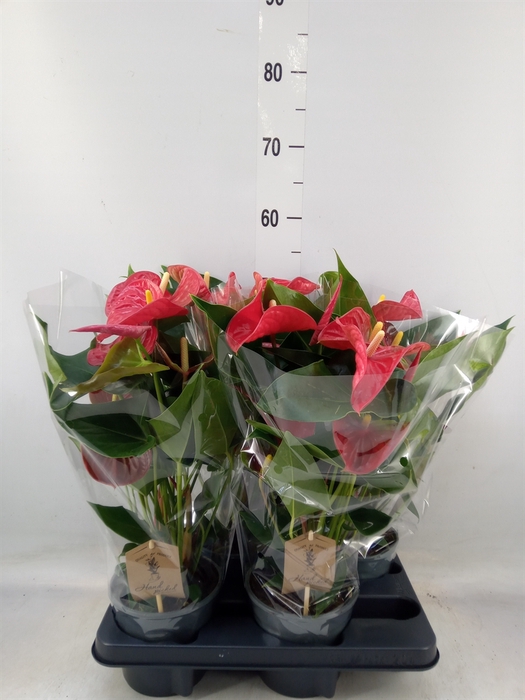 <h4>Anthurium andr. 'Casparo'</h4>