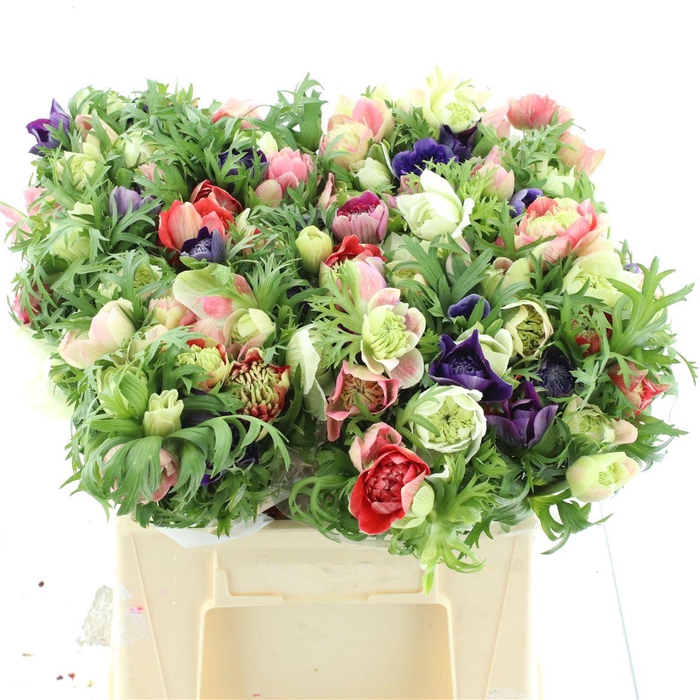 <h4>Anem Co Fullstar Gem</h4>