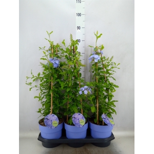 Plumbago auriculata