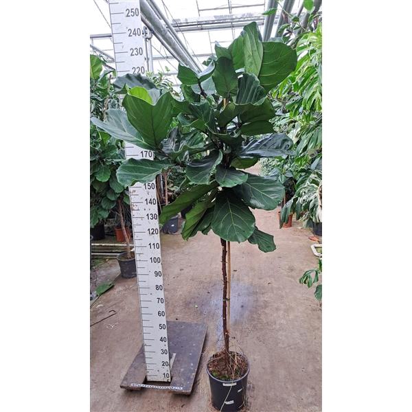 <h4>Ficus Lyrata rechte stam 210</h4>