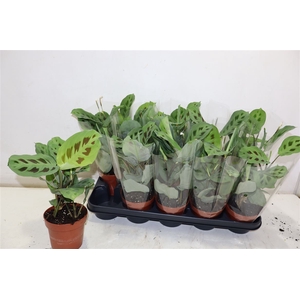 Maranta Kerchoveana
