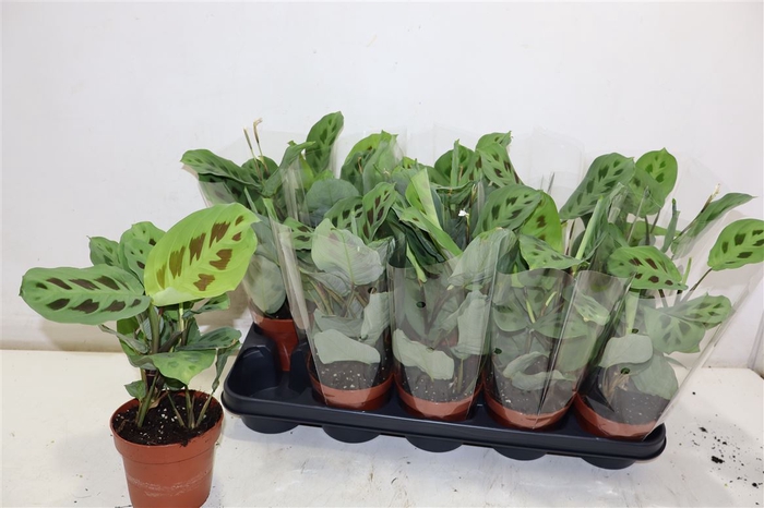 <h4>Maranta Kerchoveana</h4>