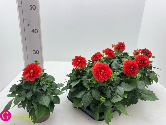 <h4>DAHLIA DAHL RACHEL</h4>