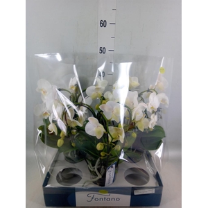 Phalaenopsis   ...white