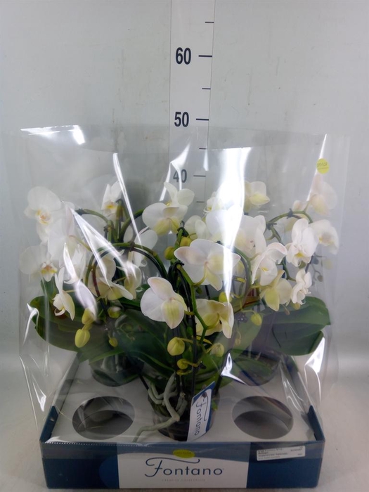 <h4>Phalaenopsis   ...white</h4>