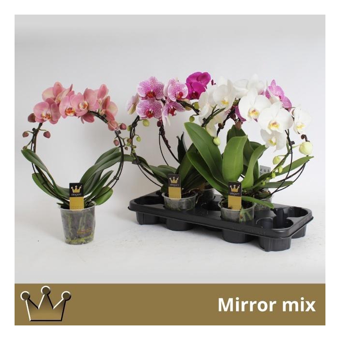<h4>PHAL EL CASCADE</h4>