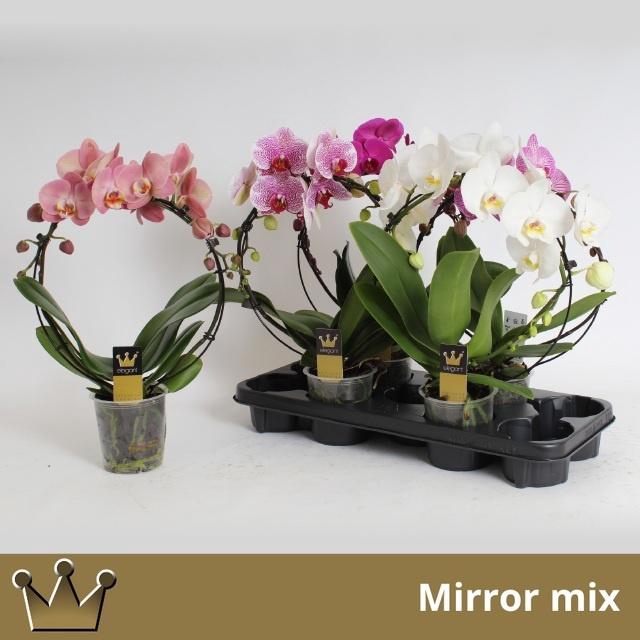 <h4>PHAL EL CASCADE</h4>
