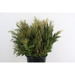 ACACIA MIMOSA DEALBATA GREEN 200GR