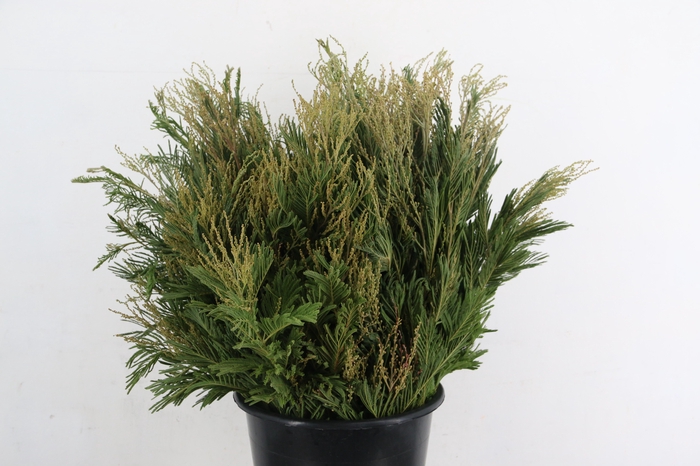 <h4>ACACIA MIMOSA DEALBATA GREEN 200GR</h4>