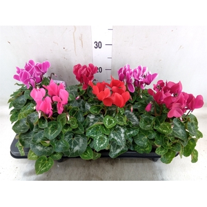 Cyclamen MD 'Macro'