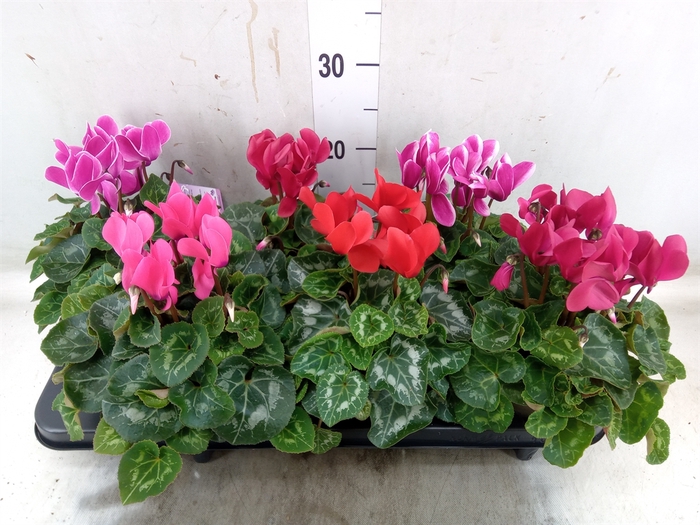 <h4>Cyclamen MD 'Macro'</h4>