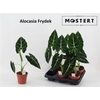 Alocasia Frydek