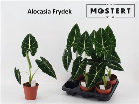 Alocasia Frydek