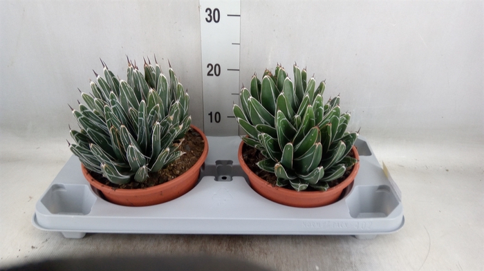 <h4>Agave victoriae-reginae</h4>